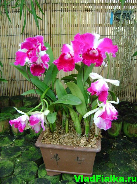 orchid Hong Kong