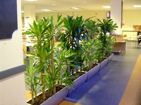 Украшение интерьера комнатными растениями