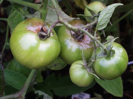 борьба с фитофторозом помидоров