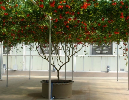 Томатное дерево Тамарилло